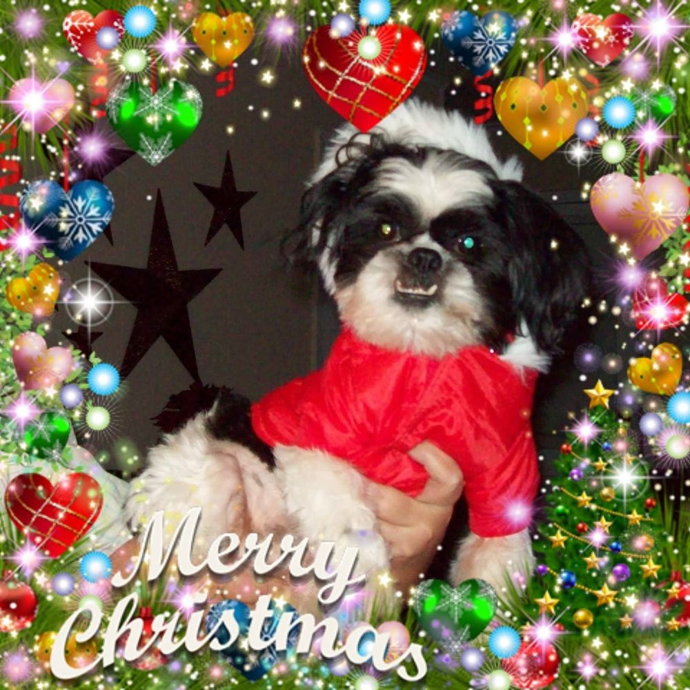 My Baby Boy Biddie, Never for Sale!